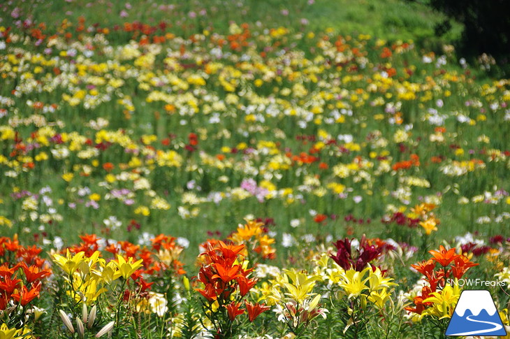 北海道最大級、213万輪のゆりの花！『オーンズ春香山ゆり園』